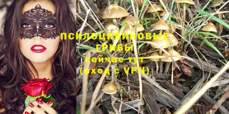 Галлюциногенные грибы MAGIC MUSHROOMS  цена наркотик  Отрадная 